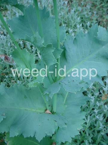 poppy, opium